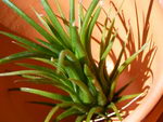 Tillandsia Ionantha
